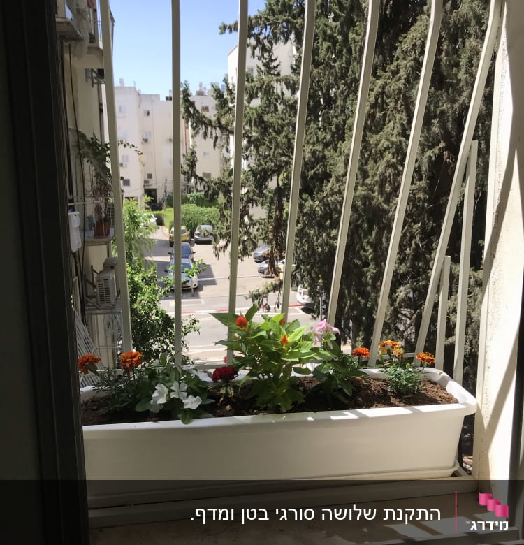 אדנית פרחים על אדן חלון עם סורגים לבנים